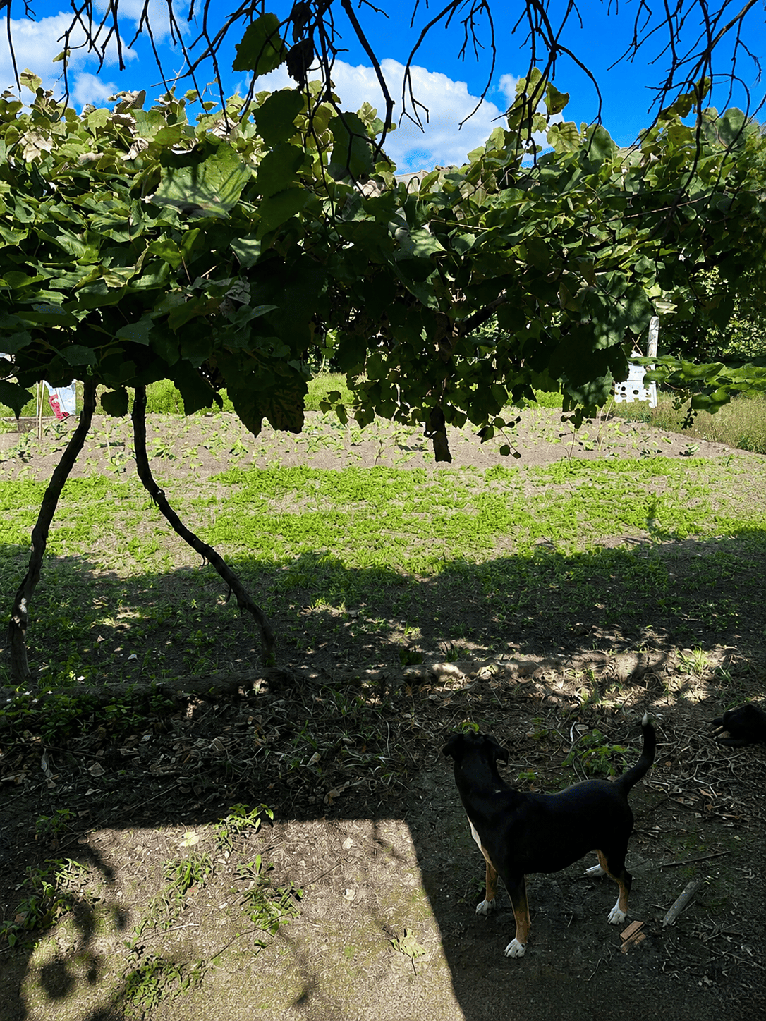 cao no exterior