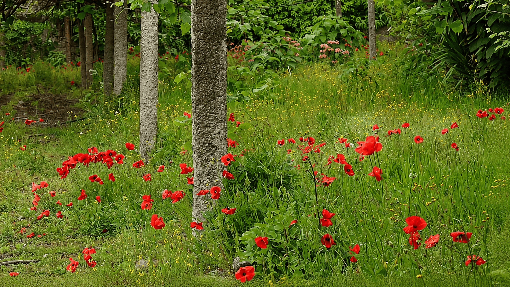 flores